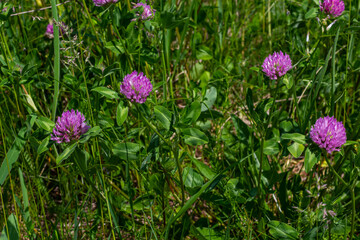 Trifolium pratense, red clover. Collect valuable flowers fn the meadow in the summer. Medicinal and honey-bearing plant, fodder and in folk medicine medically sculpted wild herbs