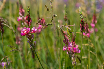 Onobrychis viciifolia inflorescence, common sainfoin with pink flowers, mediterranean nature, Eurasian perennial herbs