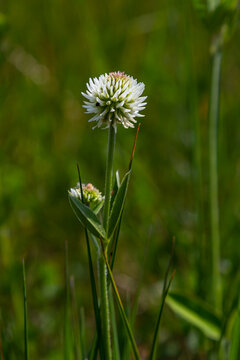 Trifolium montanum, mountain clover meadow in summer. Collecting medicinal herbs for non-traditional medicine. Soft focus