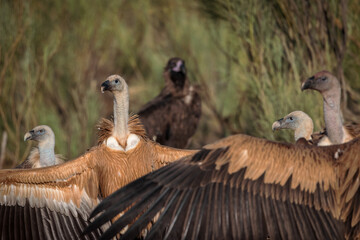 Griffon vulture (Gyps fulvus). 