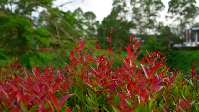 a shrub with red leaves ( pucuk merah ) waving in the wind