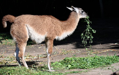 A grass-eating guanaco in Patagonia