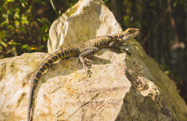 Australian Water Dragon, Chinese Garden of Friendship, Sydney, Australia, NSW
