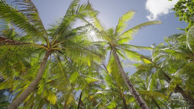 Coconut palm tree under sunny sky low angle view. Palm leaf swaying wind sun summer beach. 