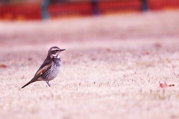 公園の可愛いヒヨドリ