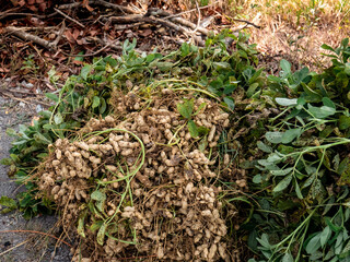 Several bunches of peanuts freshly harvested from the field
