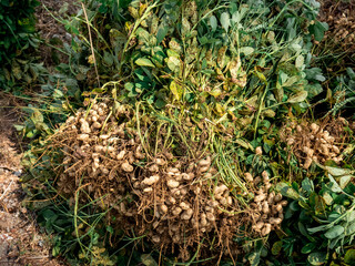 Peanuts that have just been harvested are placed on the edge of the field
