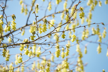 黄色いトサミズキの花木