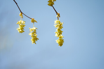 春に開花するトサミズキ