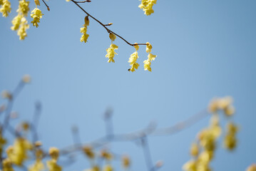 枝から咲くトサミズキの花