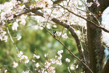 桜の中のシジュウカラ