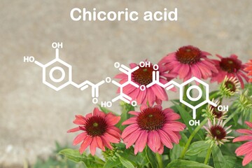 Photo of red coneflowers (Echinacea purpurea) with added structural formula of chicoric acid.