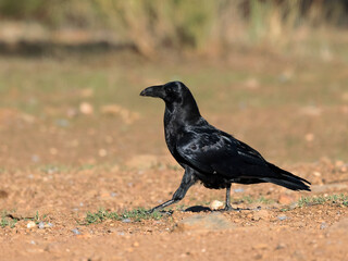 Common Raven (Corvus corax). 