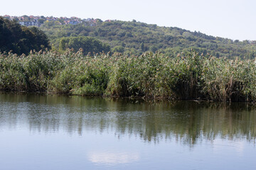 A Reed on the Lake Shore