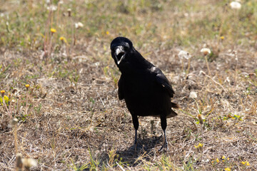 A Black Crow in a City Park