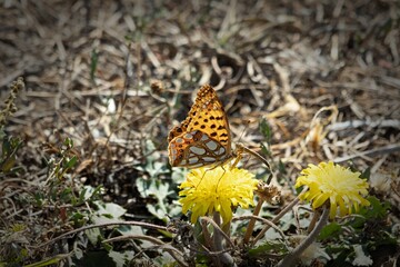 A Monarch Butterfly on a Flower