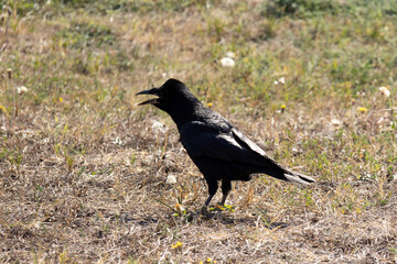A Black Crow in a City Park