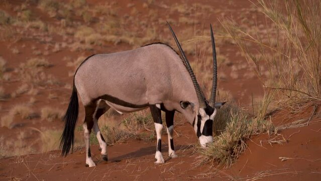 Wild oryx eating grass on Elim dune near Sossusvlei in Namibia, Africa.