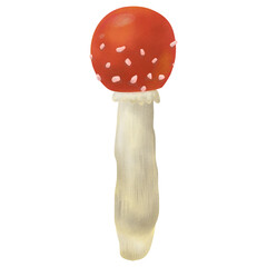 red fly agaric mushroom autumn isolate 