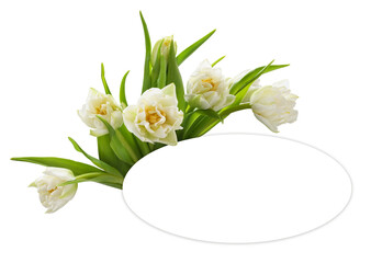 White tulip flowers ahd oval card for text isolated on white or transparent background