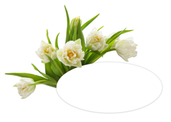 White tulip flowers ahd oval card for text isolated on white or transparent background