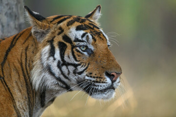 Right side facial profile of a male tiger with clean background from Bandhavgarh National Park