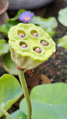 close up of a lotus seed