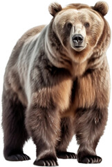 Fototapeta premium Bear png with AI generated.