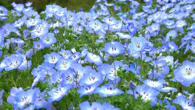 露を花びらに乗せて風に揺れるネモフィラの花畑のパンショット  4K  2022年4月24日 広島市植物公園にて