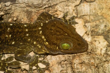 Closeup on the Smith's green-eyed or large forest gecko, Gekko smithii