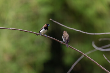 Sparrows sit on branches