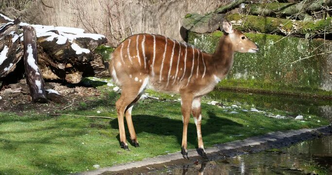 The nyala, Tragelaphus angasii is a spiral-horned antelope native to Southern Africa. It is a species of the family Bovidae and genus Nyala, also considered to be in the genus Tragelaphus. 