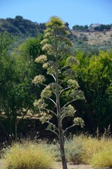Cactus en flor cerca de Casarabonela, provincia de Málaga