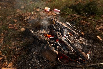 Marshmallows on stick are roasted on fire in autumn forest. Picnic outdoors, weekend in nature