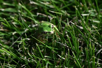 A Japanese tree frog ( Dryophytes japonicus ).  They are arboreal frogs, active from spring to autumn, and hibernate underground in winter. - obrazy, fototapety, plakaty