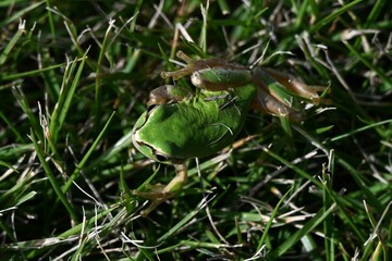 A Japanese tree frog ( Dryophytes japonicus ).  They are arboreal frogs, active from spring to autumn, and hibernate underground in winter.
