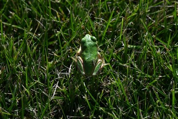 A Japanese tree frog ( Dryophytes japonicus ).  They are arboreal frogs, active from spring to autumn, and hibernate underground in winter.