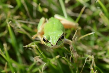 A Japanese tree frog ( Dryophytes japonicus ).  They are arboreal frogs, active from spring to autumn, and hibernate underground in winter.