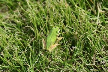 A Japanese tree frog ( Dryophytes japonicus ).  They are arboreal frogs, active from spring to autumn, and hibernate underground in winter.