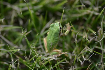 A Japanese tree frog ( Dryophytes japonicus ).  They are arboreal frogs, active from spring to autumn, and hibernate underground in winter.