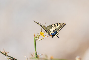 Butterfly of the Papilio machaon variety taking nectar from a small flower. Close-up.