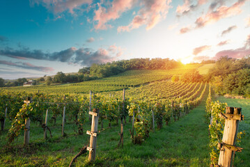 Extra wide panoramic shot of a summer vineyard shot at sunset. High quality photo - obrazy, fototapety, plakaty