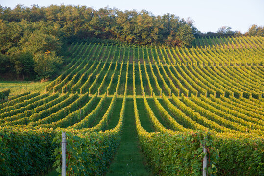 Extra wide panoramic shot of a summer vineyard shot at sunset. High quality photo