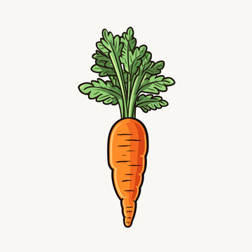 Carrot hand-drawn illustration. Carrot. Vector doodle style cartoon illustration