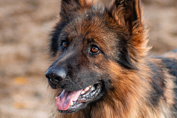 Portrait of a German Shepherd lying on the sand.