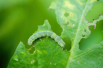 green caterpillar or worm eating leafs,the pests eat and damage.