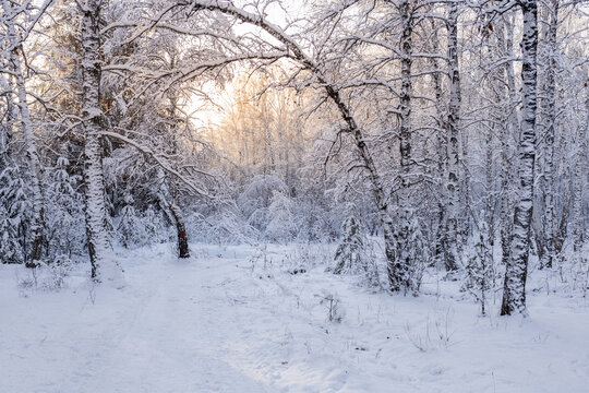 landscape winter forest fresh snow, path and trees