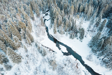 Fototapeta na wymiar landscape of an unfrozen river in a winter forest, aerial view of a winter forest