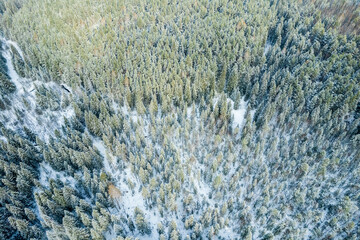 winter forest in the snow aerial view, trees in the winter forest after a snowfall