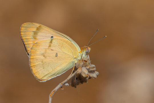 large salmon colored butterfly, Large Salmon Arab, Colotis fausta